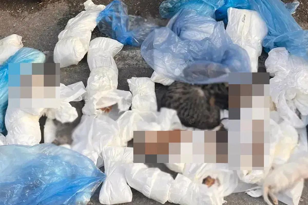İzmir'de çöp konteynerleri önünde 33 kedi ölü bulundu