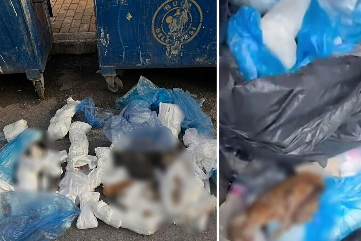 Çöp konteynerinde 33 ölü kedi bulundu, 1 veteriner gözaltına alındı