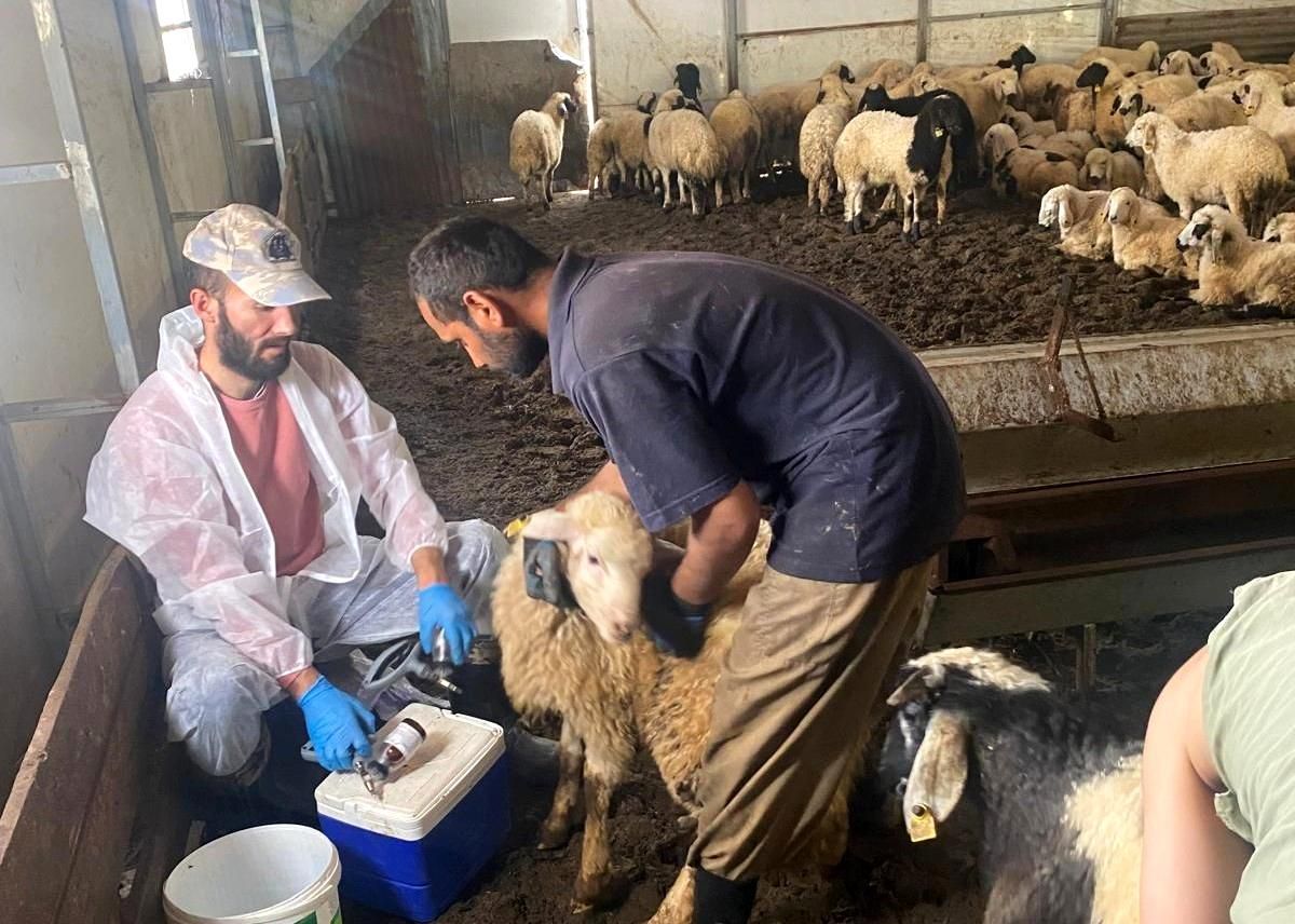 Kemah'ta küçükbaş hayvanlar için sağlık taraması yapıldı