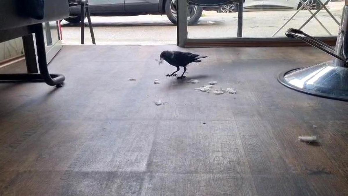 Kuaför çırağı karga