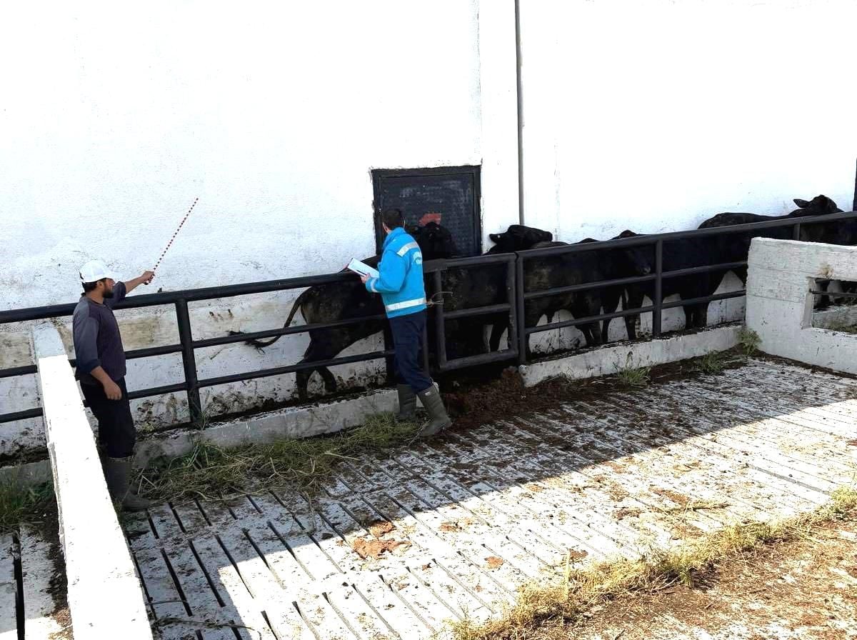 Kütahya'da ithal besilik danaların aşılama ve sağlık kontrolleri yapıldı