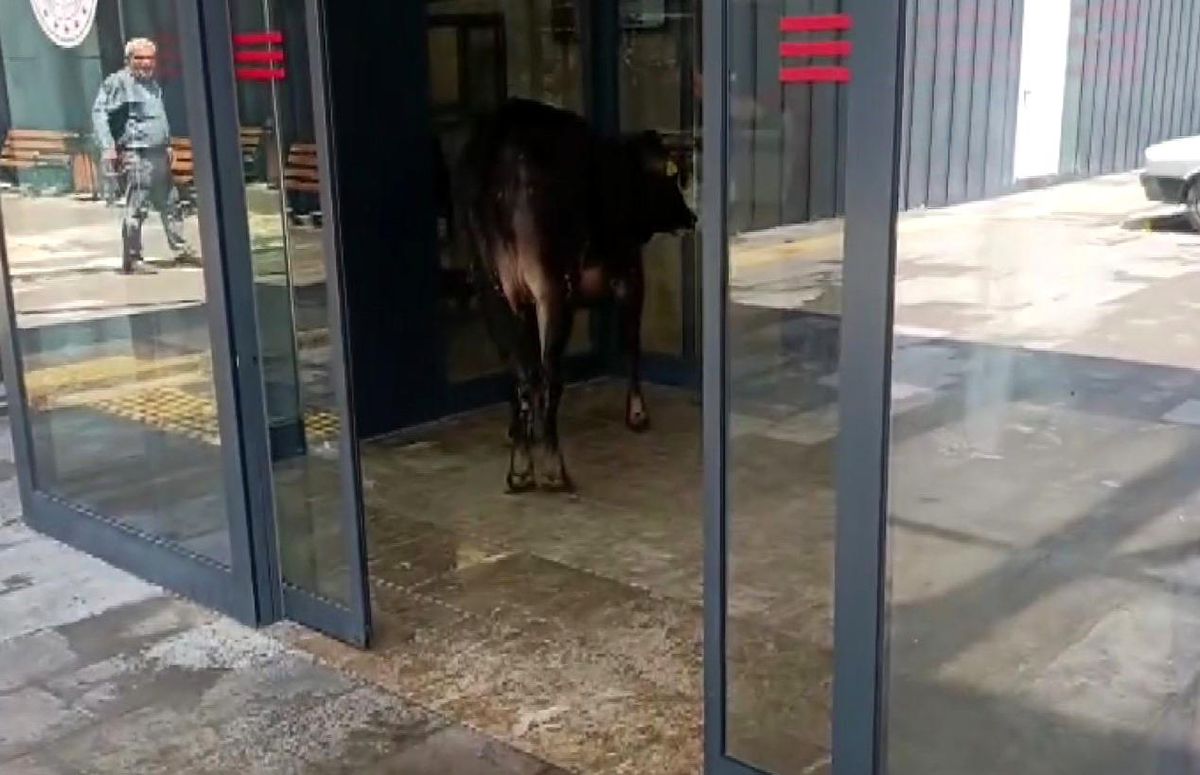 Nizip'te kaçan kurbanlık dana soluğu acil serviste aldı