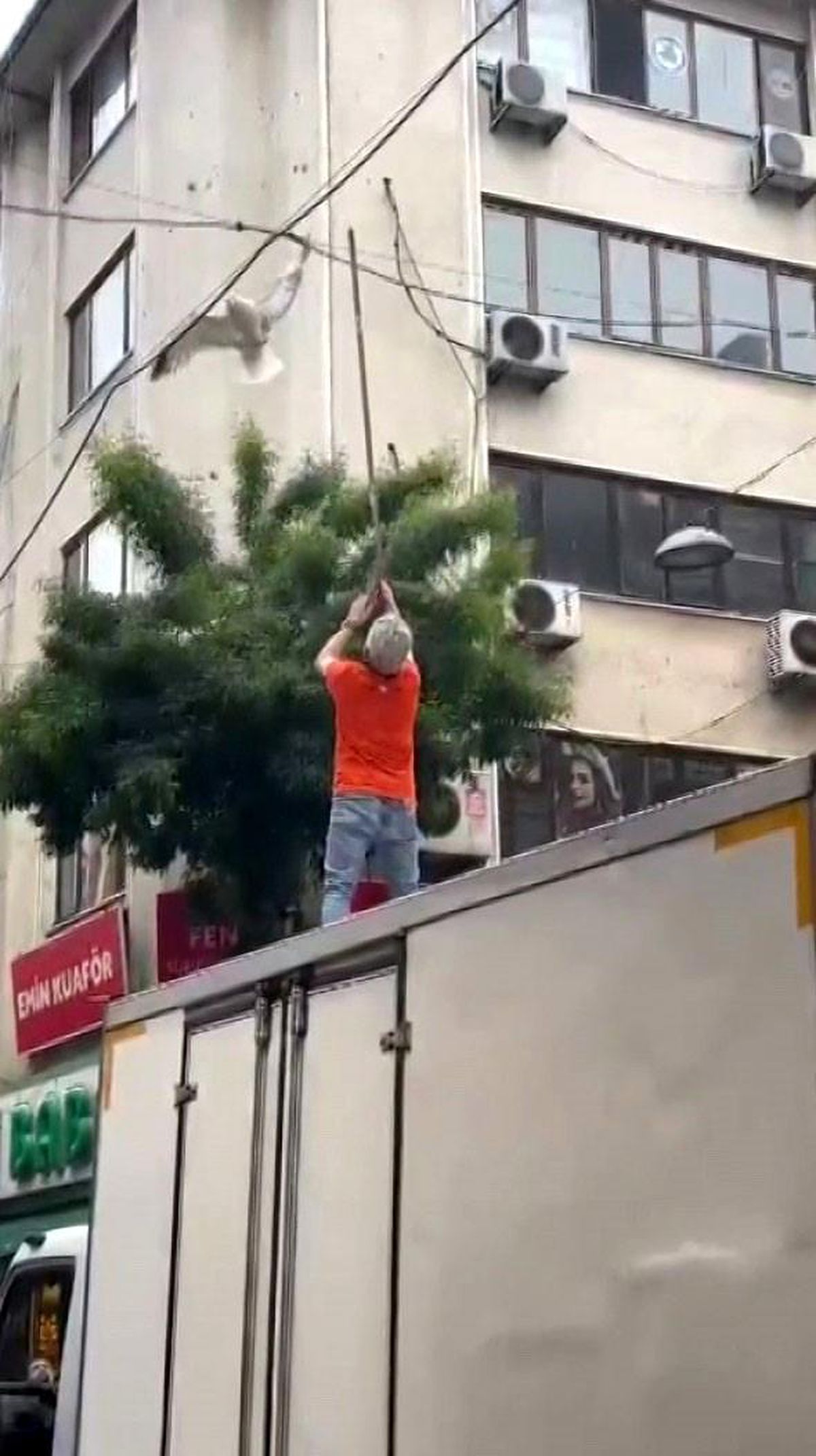 Pendik'te elektrik tellerine takılan martı kurtarıldı
