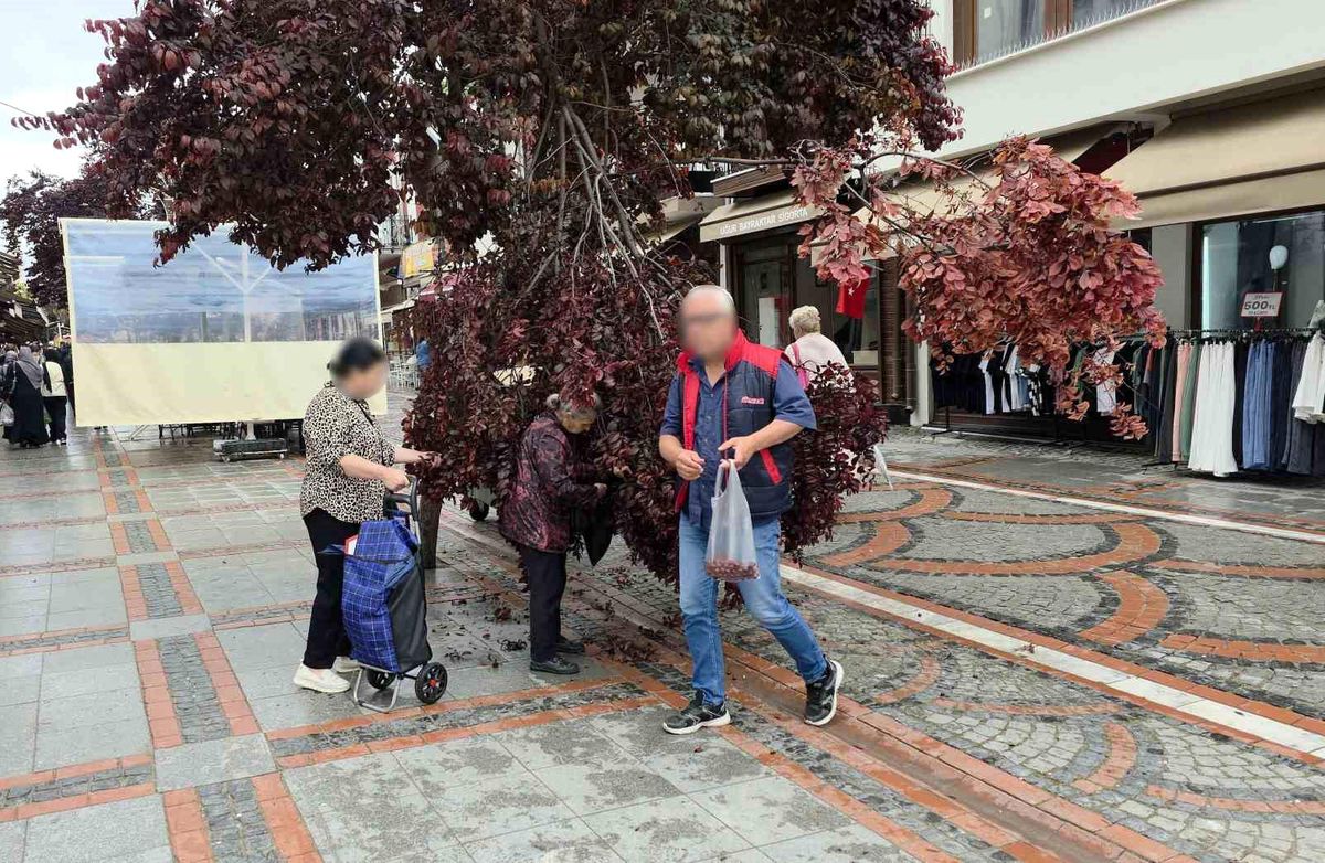 Şiddetli rüzgarda yağmur yağdı, ağaç kırıldı: Vatandaşlar erik peşine düştü