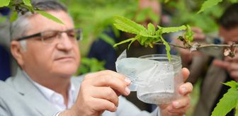 Sinop'ta gal arısı zararlısıyla mücadele için 2 bin 500 avcı böcek doğaya salındı