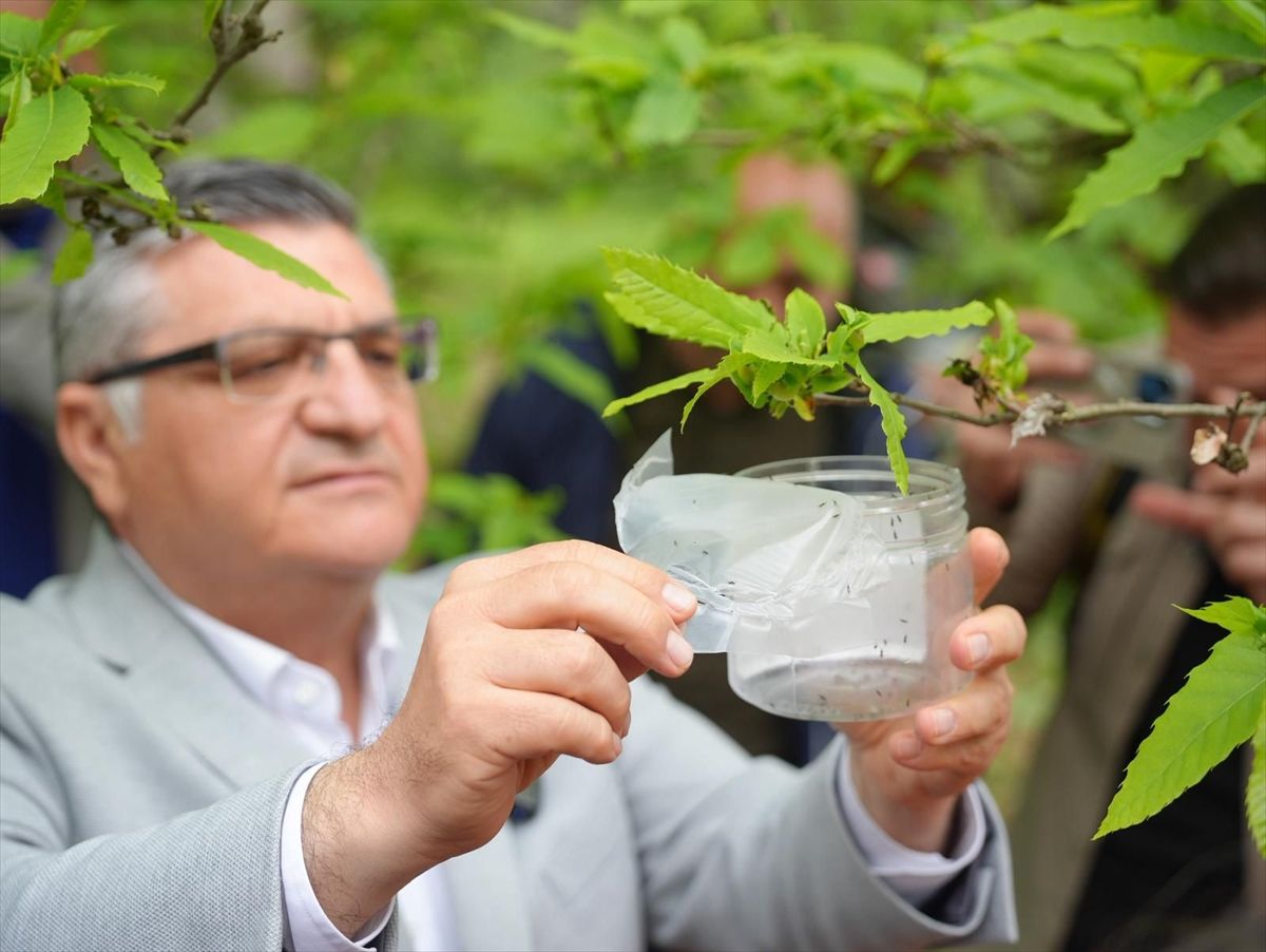 Sinop'ta gal arısı zararlısıyla mücadele için 2 bin 500 avcı böcek doğaya salındı