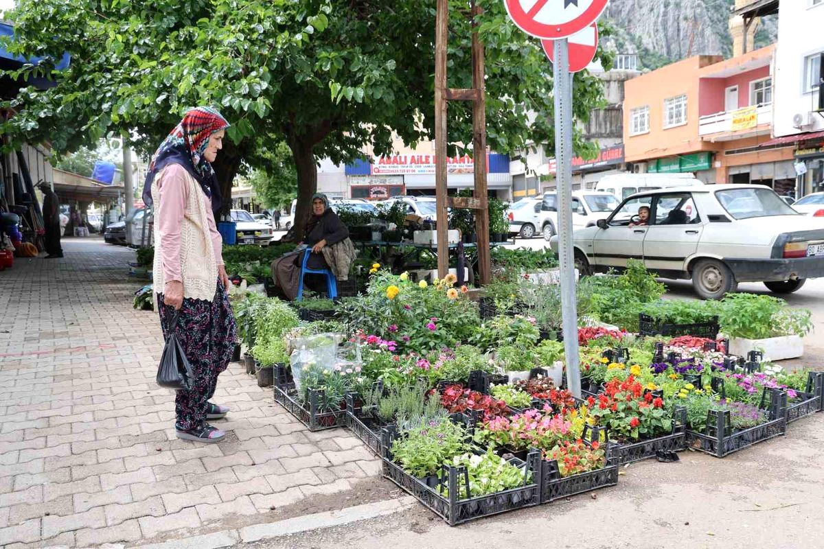 Yayla sezonu öncesi ata tohumu fidelerine yoğun talep