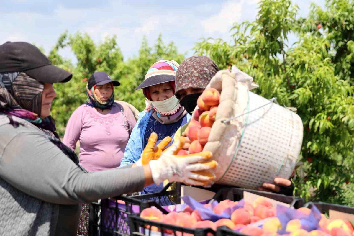 Adana'da erkenci şeftali hasadı başladı: Bahçede kilogramı 10-20 TL