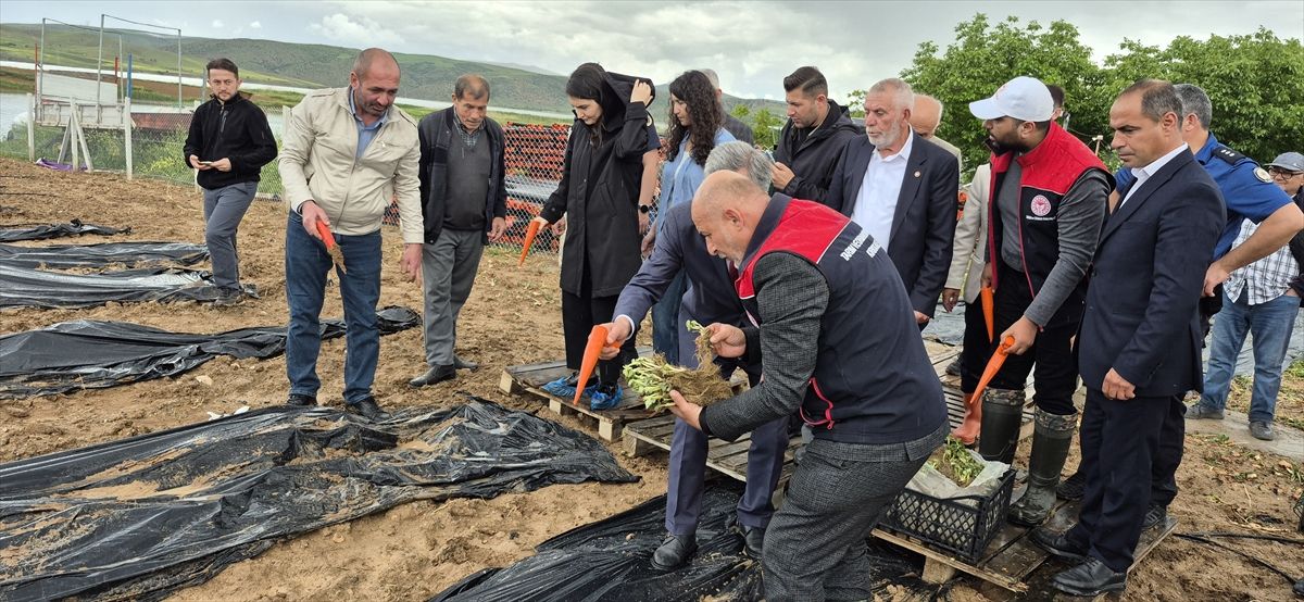 Bahşılı'da 3 dönüm araziye çilek dikildi