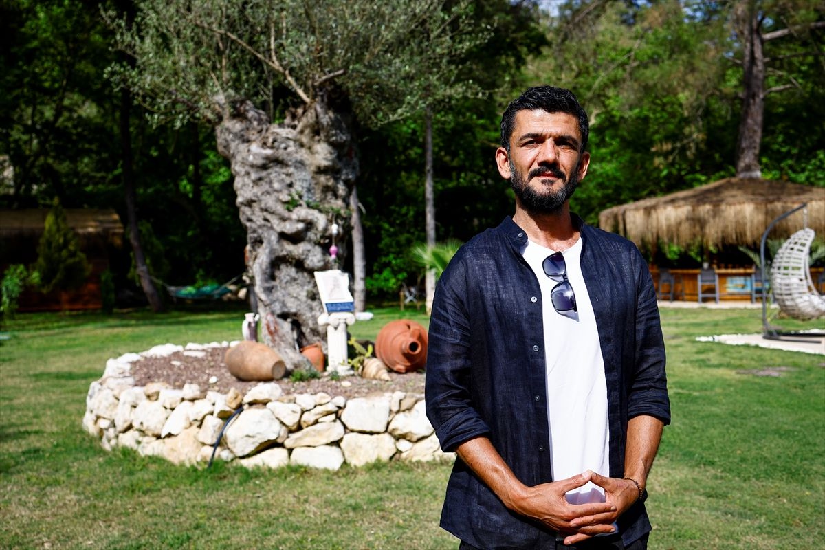Balıkesir ve Çanakkale'den Antalya'ya taşınan yüzlerce yıllık zeytin ağaçları yeniden filizlendi
