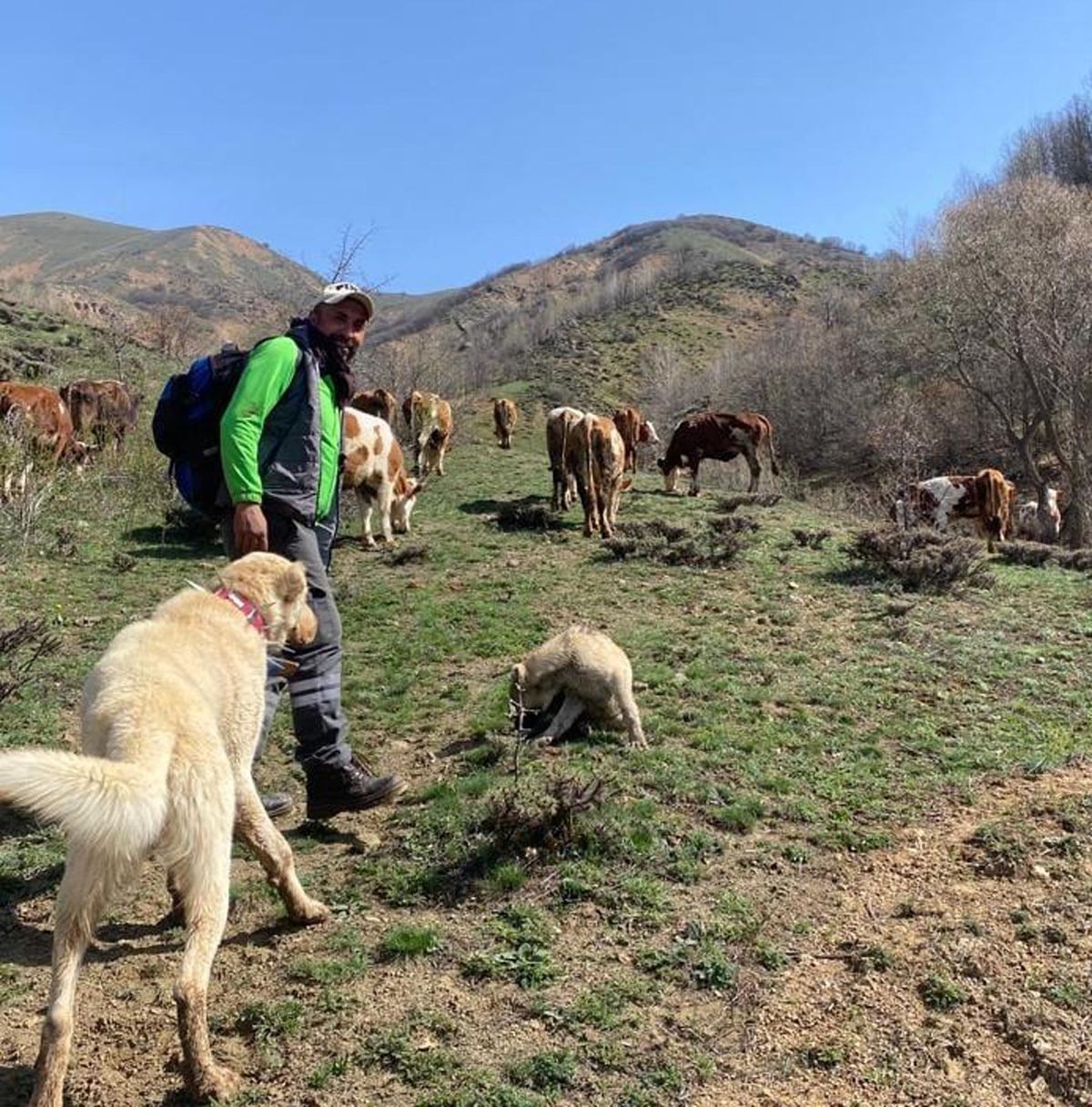 Dronla bozayıları sürüden uzaklaştırdı