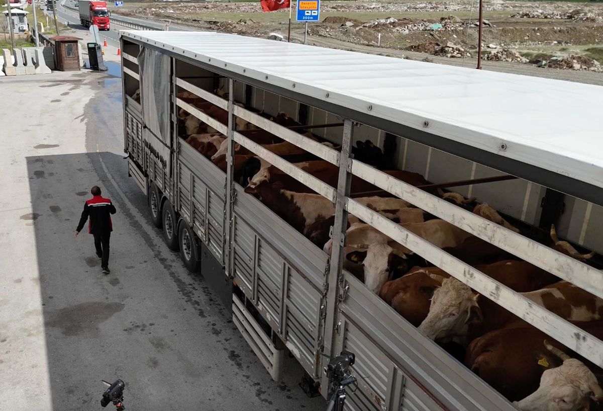 Erzincan'da kurbanlık sevkiyatına sıkı denetim