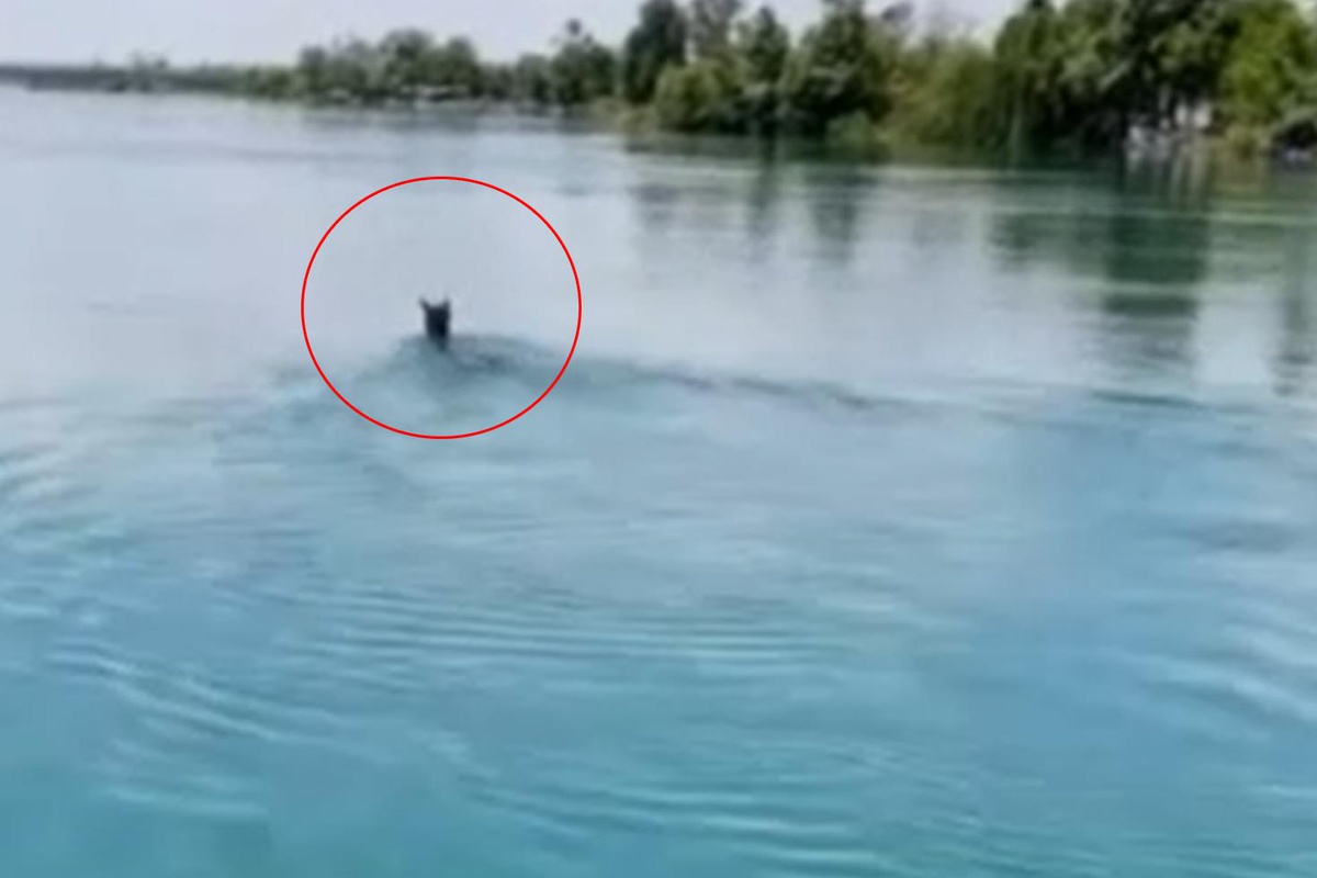 Fırat Nehri'nin ortasında görenler gözlerine inanamadı
