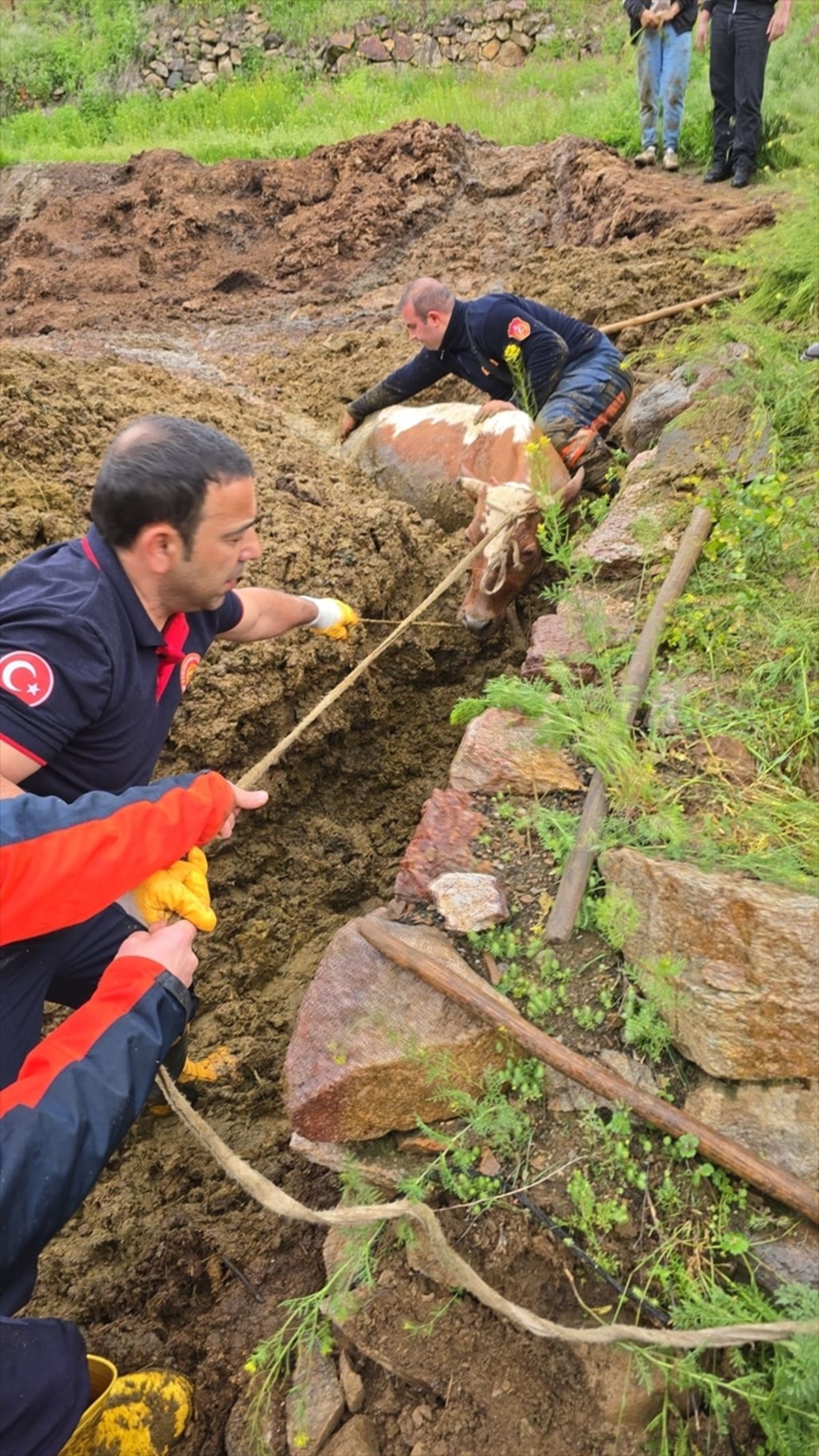Gümüşhane'de gübre çukuruna düşen ineği itfaiye kurtardı