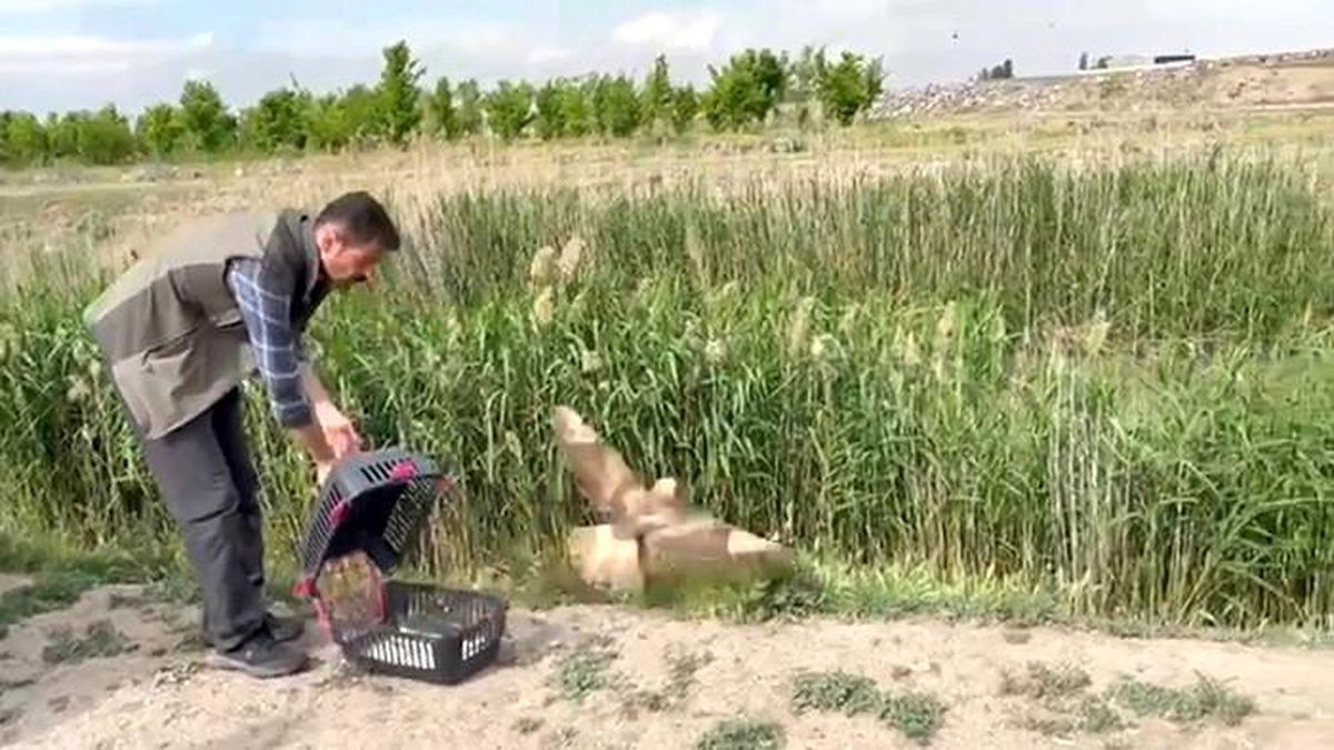 Iğdır'da yaralı bulunan şahin yeniden doğaya bırakıldı