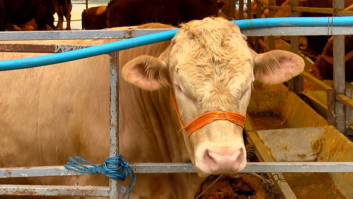 Kurban Bayramı'na 4 gün kala hayvan pazarlarında hareketlilik sürüyor