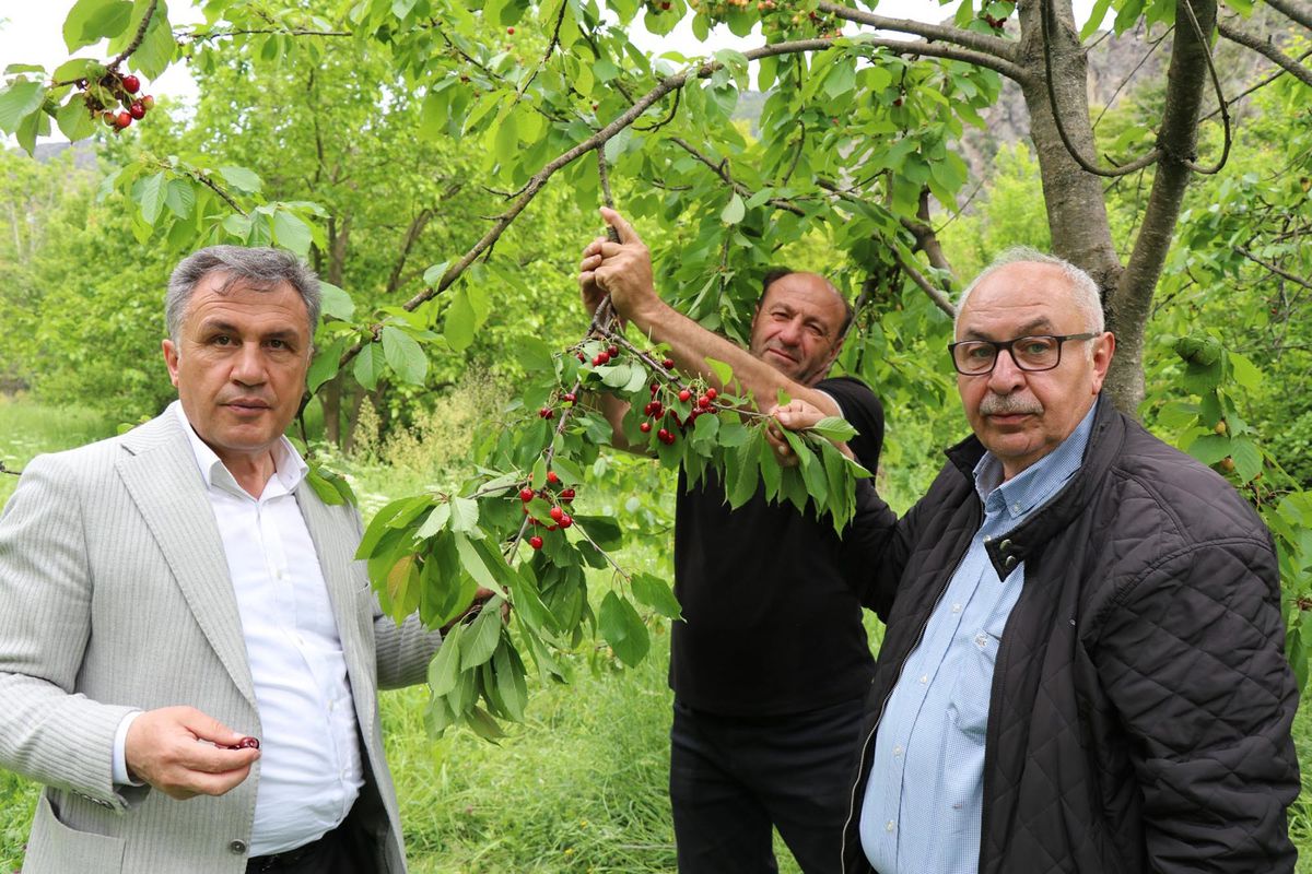 Oltu'da 'misafir kirazı' hasadı başladı