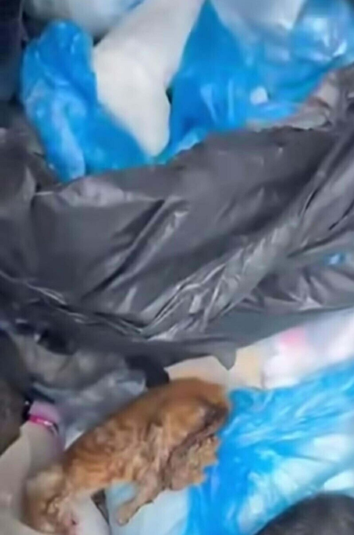 33 kedinin ölü bulunmasına ilişkin veteriner hekimin serbest bırakılmasına itiraz
