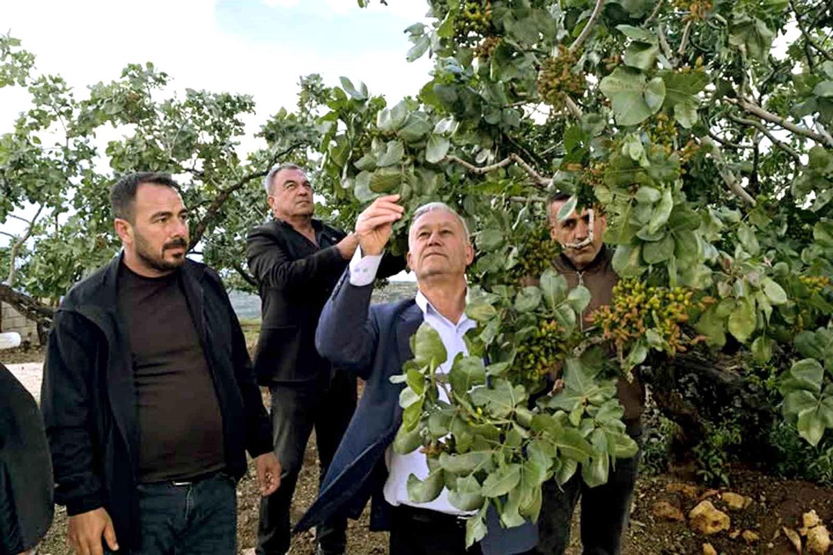 Altun, dolu yağışlarının ardından fıstık bahçelerini gezdi