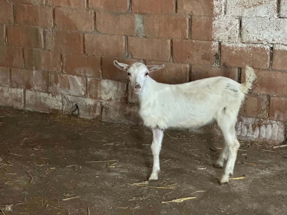 Çanakkale'de 3 bacaklı doğan oğlak, yaşama tutundu