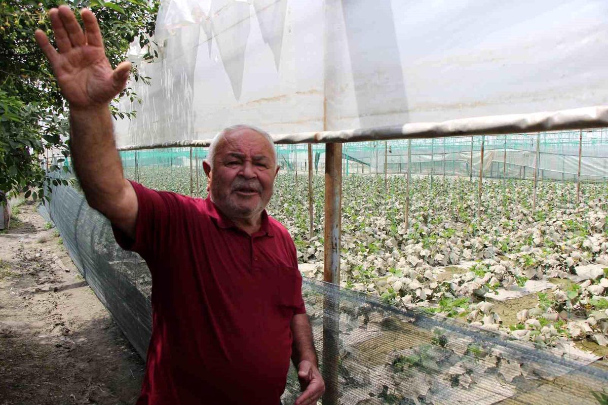 Diktiği binlerce kök fidesi sel sonrası çürüyen çiftçi: 'Bu afet Allah'tan geldi, boynumuz kıldan ince'