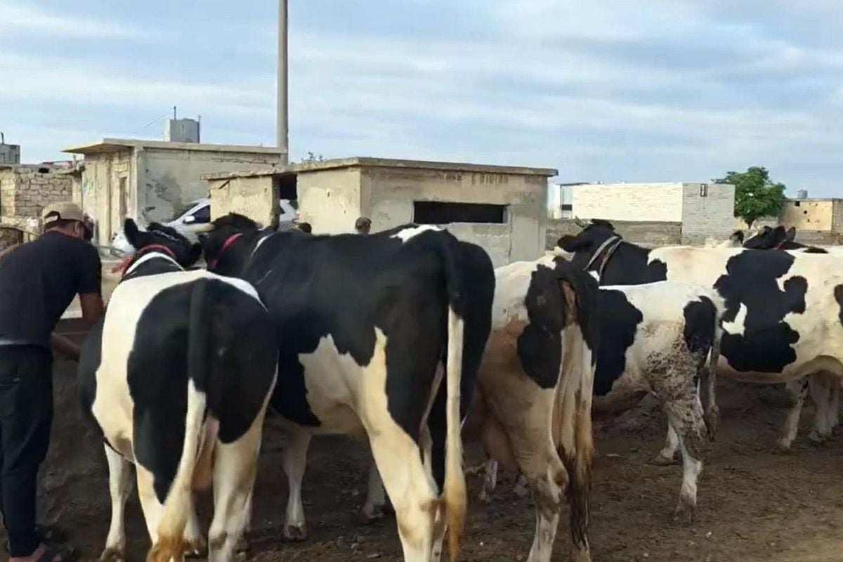 Duyanlar inanamıyor: Burada kurbanlık düze ve tosunlar 45 bin liraya satılıyor
