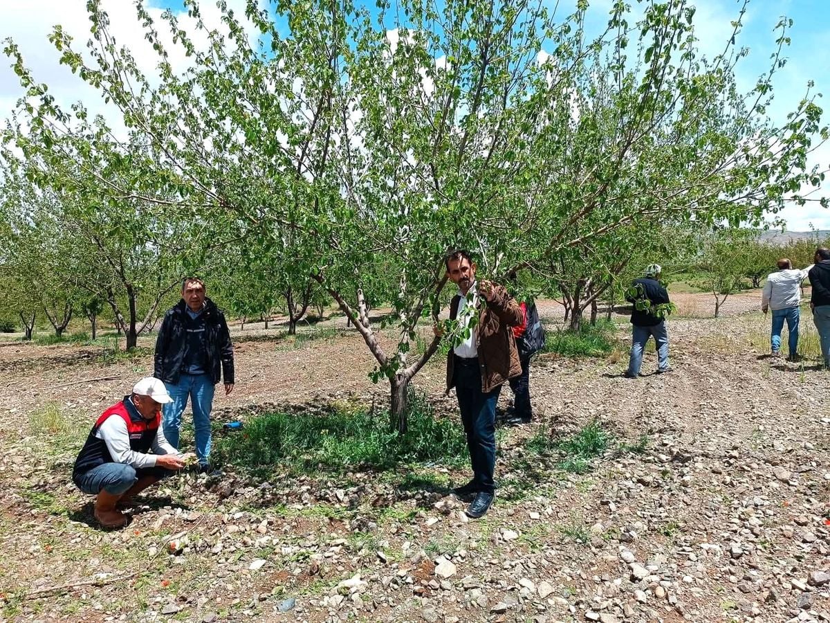 Elazığ'da dolu sonrası hasar tespiti yapıldı
