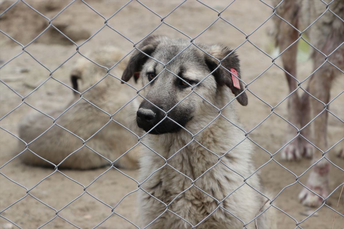 Kilis'te son iki yılda yaklaşık 3 bin sahipsiz köpek toplandı