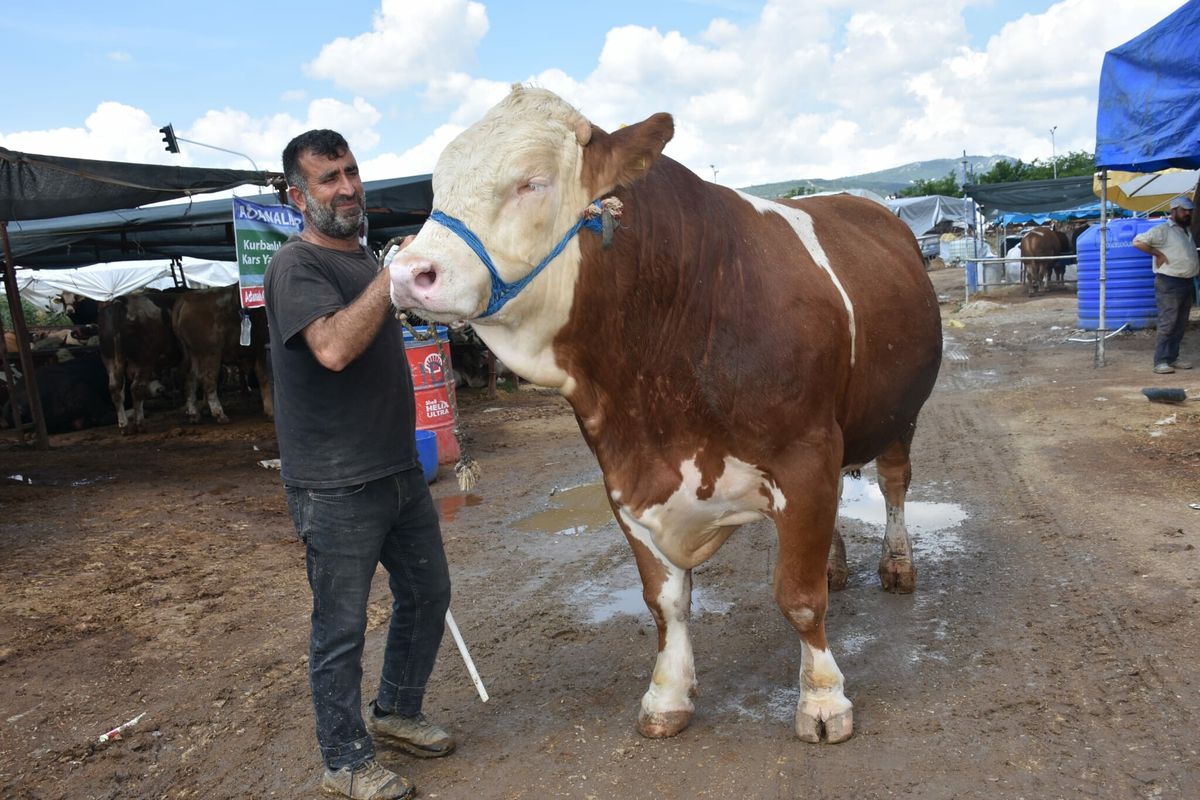 Kurban pazarının en büyüğü 'Haso Ağa', 480 bin TL'den satıldı