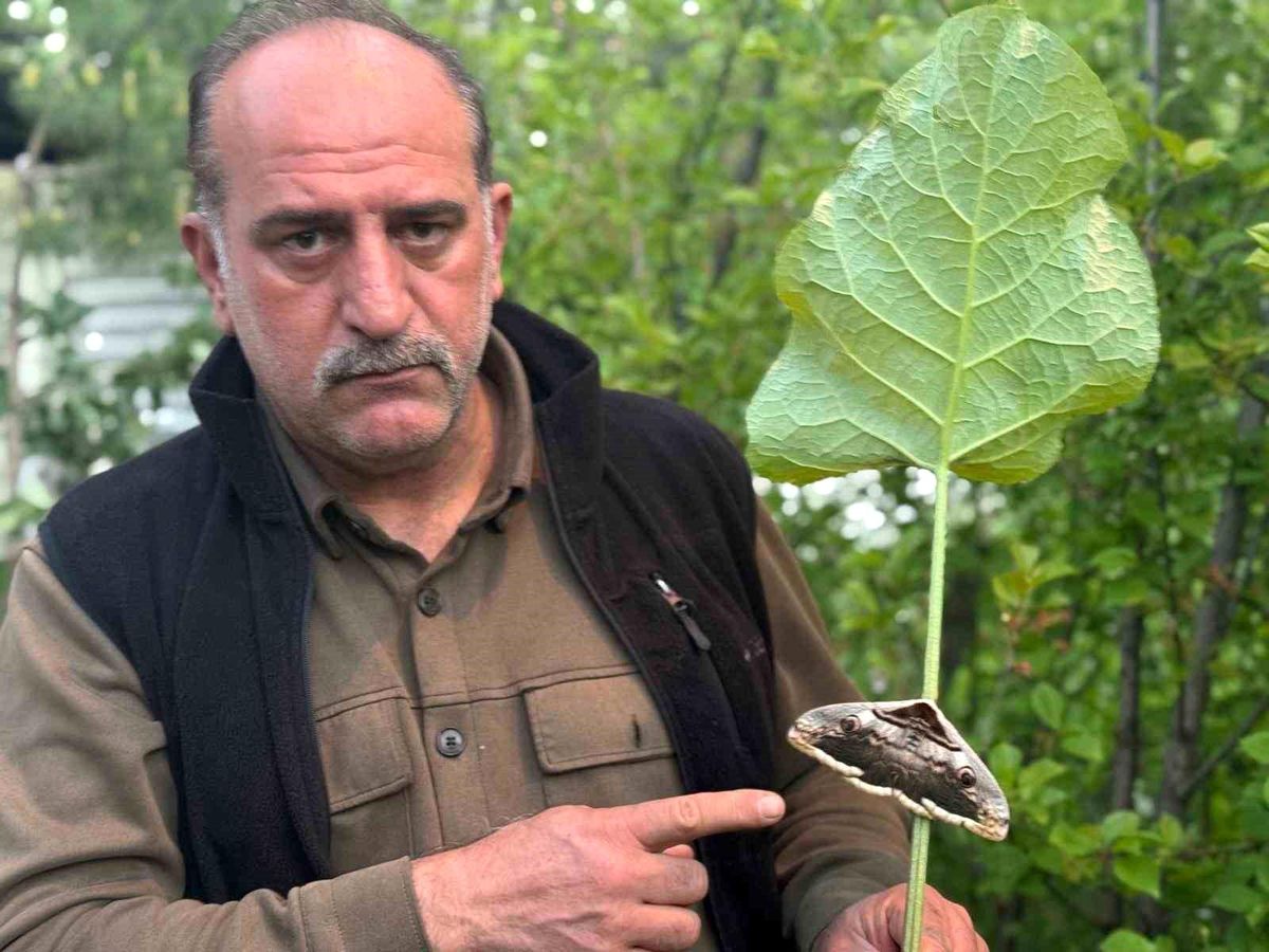 Oltu'da baykuş kelebeği görüntülendi