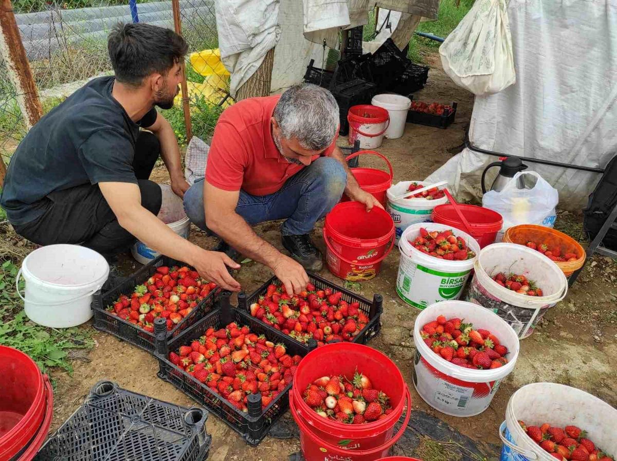 Organik çilek üreticileri pazar için destek bekliyor
