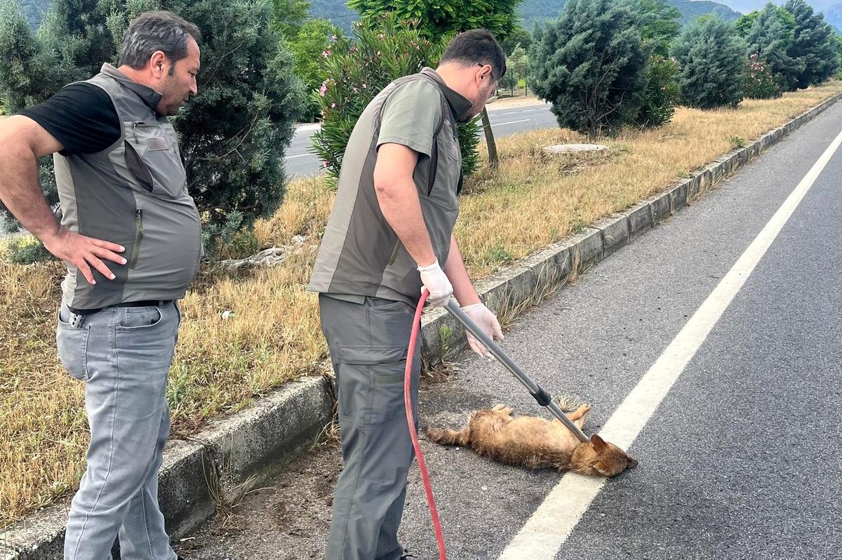 Yaralı çakal tedavi altına alındı