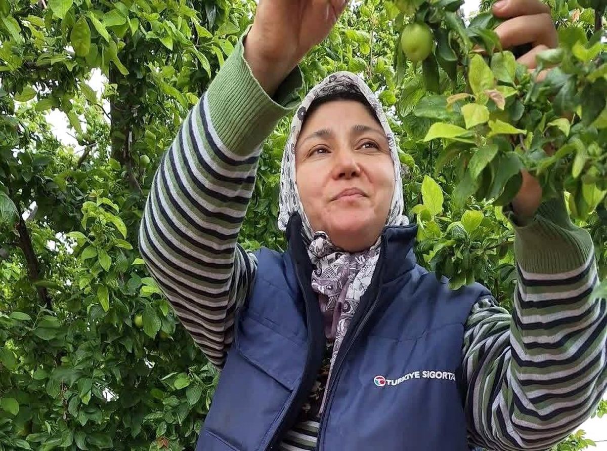 Yaz meyvelerinde bereket üreticinin yüzünü güldürdü