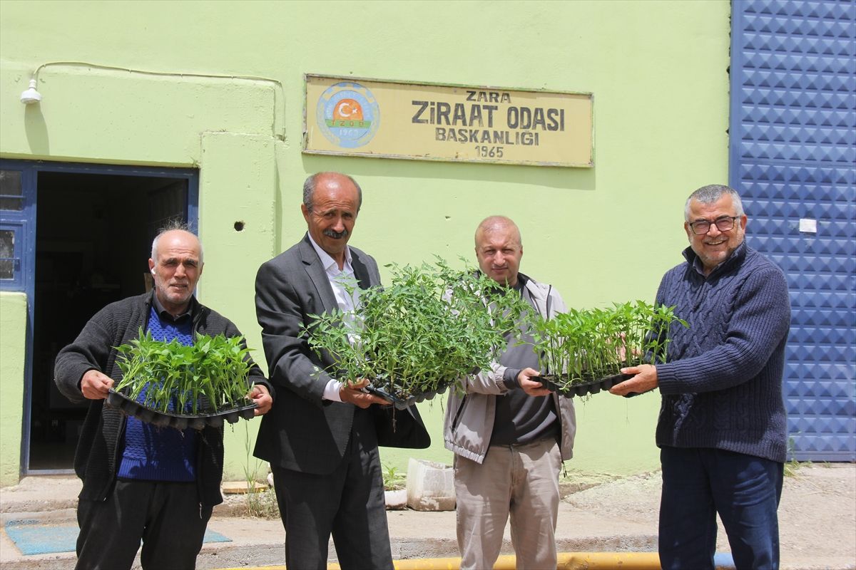 Zara'da çiftçilere fide dağıtıldı