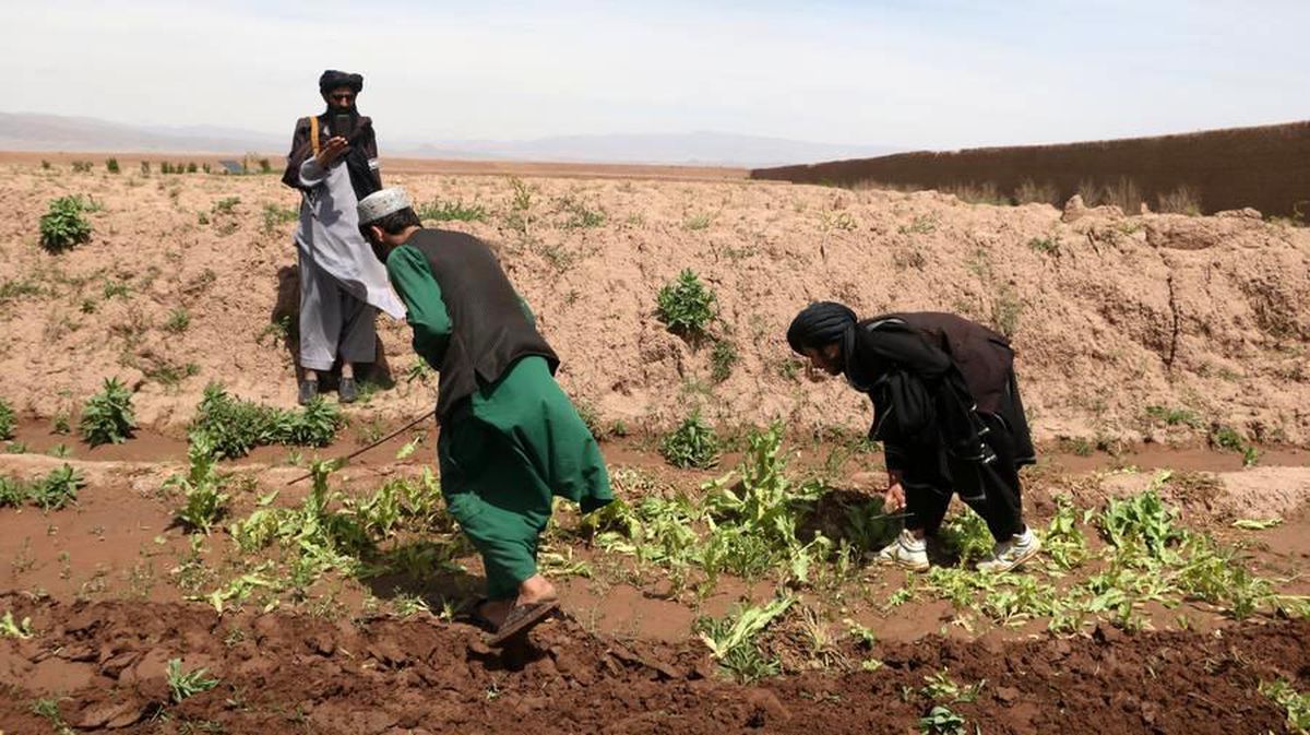 Afganistan'da Yaklaşık 405 Hektarlık Haşhaş Tarlası İmha Edildi