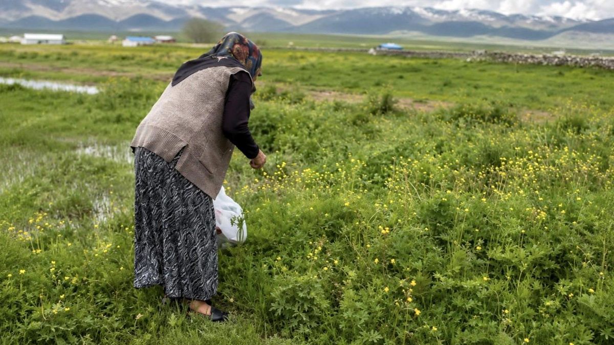 Ağrı'da asırlık gelenek: Şifalı otlar kış sofraları için hazırlanıyor