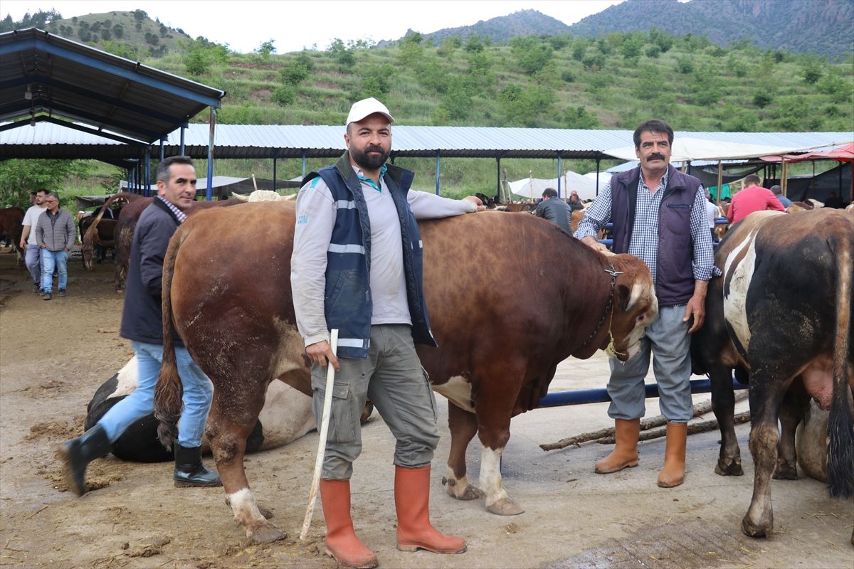 Amasya canlı hayvan pazarının gözdesi 'Şampiyon ve Paşa'