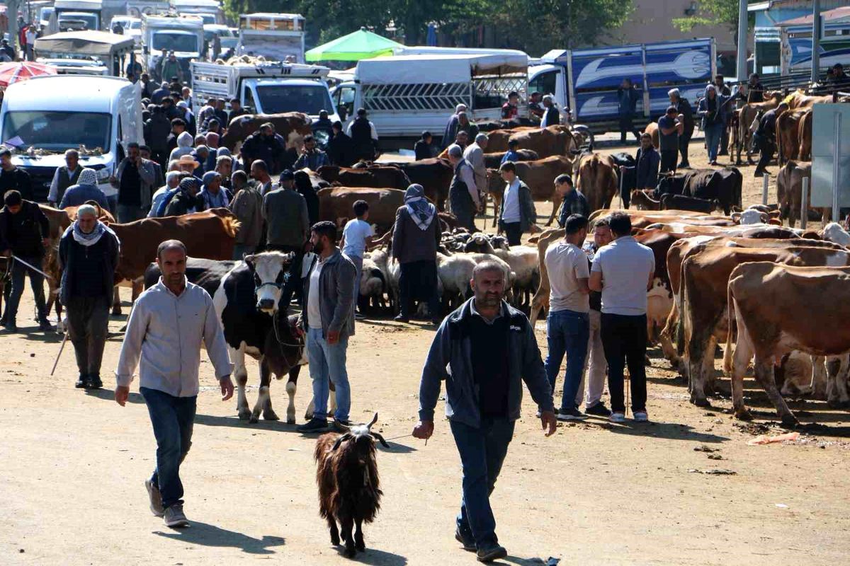 Diyarbakır Canlı Hayvan Borsasında kurbanlık hareketliliği