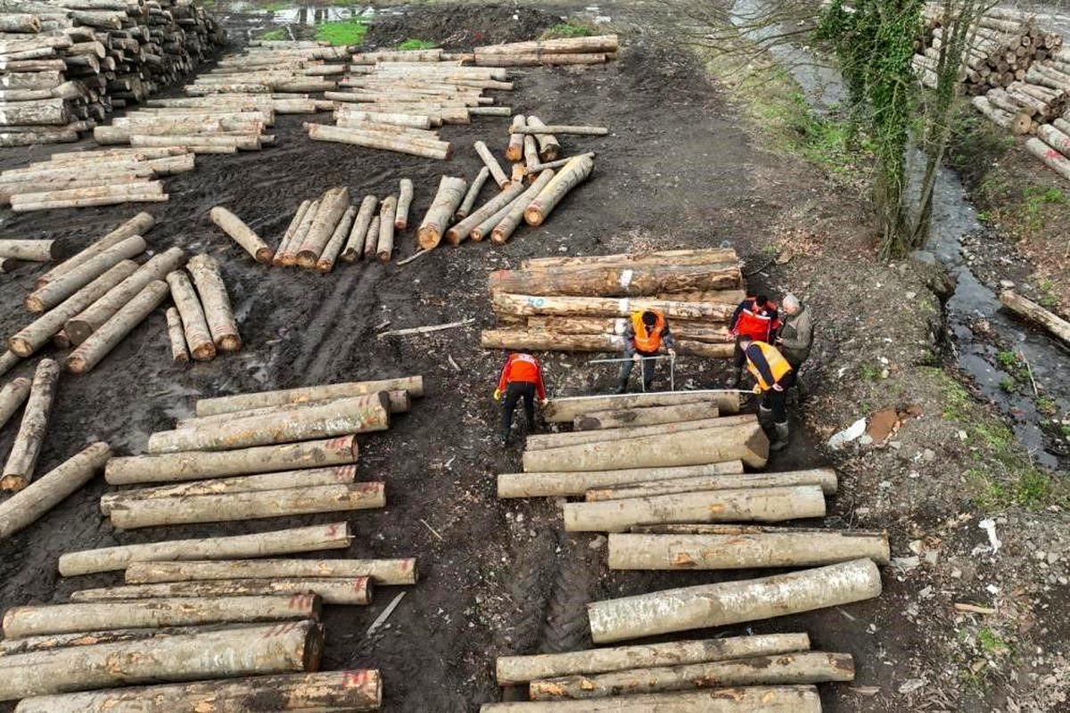 Düzce'den 3 bin 400 ton orman ürünü ihraç edildi