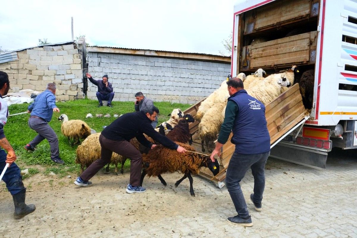 Erzincan'da yayla yolculuğu başladı, üreticiler hayvanları kamyonlara yüklemekte zorlandı
