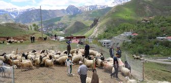 Hakkari'de kurbanlıklar hayvan pazarında satışa çıkarıldı