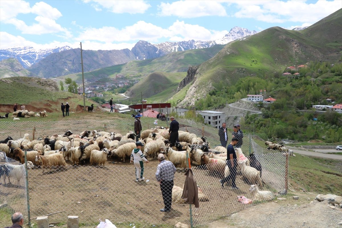 Hakkari'de kurbanlıklar hayvan pazarında satışa çıkarıldı