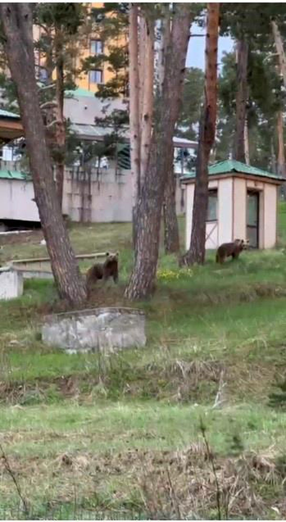 Kars'ta ayılarla iç içe hayat: Caddelerde ayılar cirit atıyor