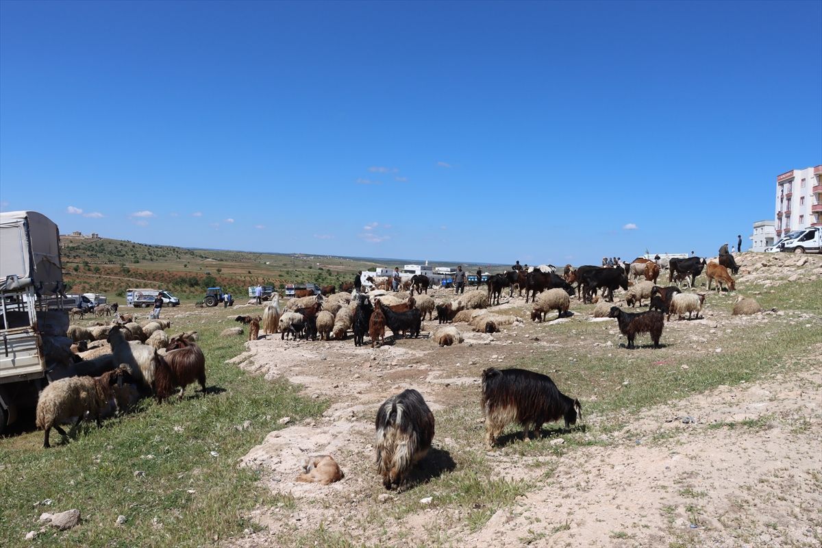 Midyat'ta kurban satış yerlerinde hareketlilik