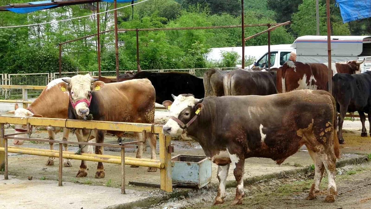 Ordu'da besiciler, gurbetçilerin yolunu gözlüyor