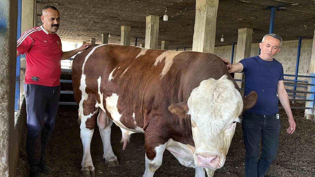 Özenle büyüttüğü boğasına 'Gardaşım' diyerek hitap eden besicinin bir ton 300 kiloluk kurbanlığı alıcı buldu