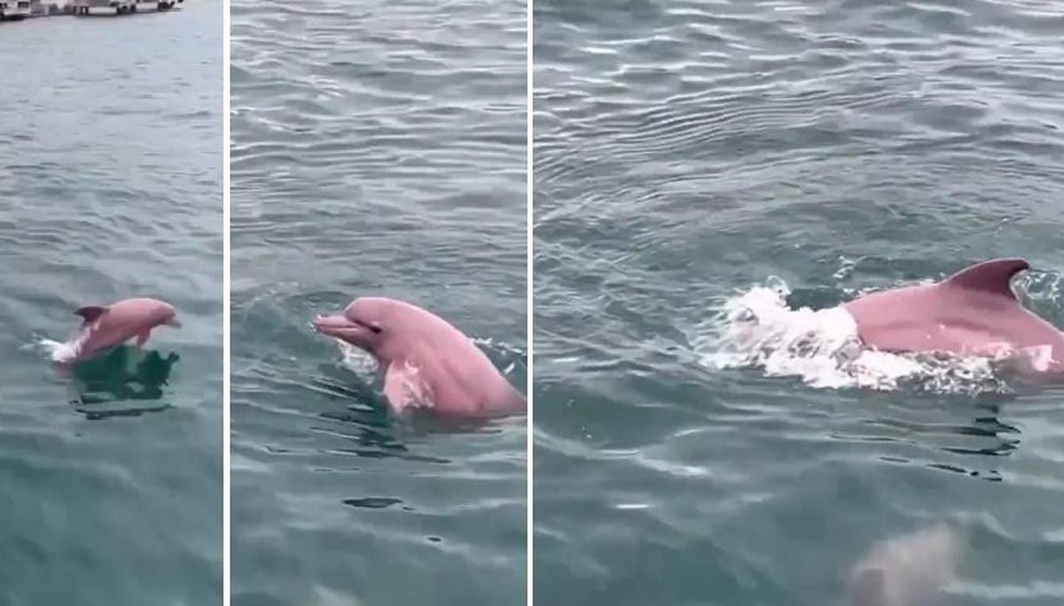 Pembe yunus gerçek mi, AI yapay zeka mı?