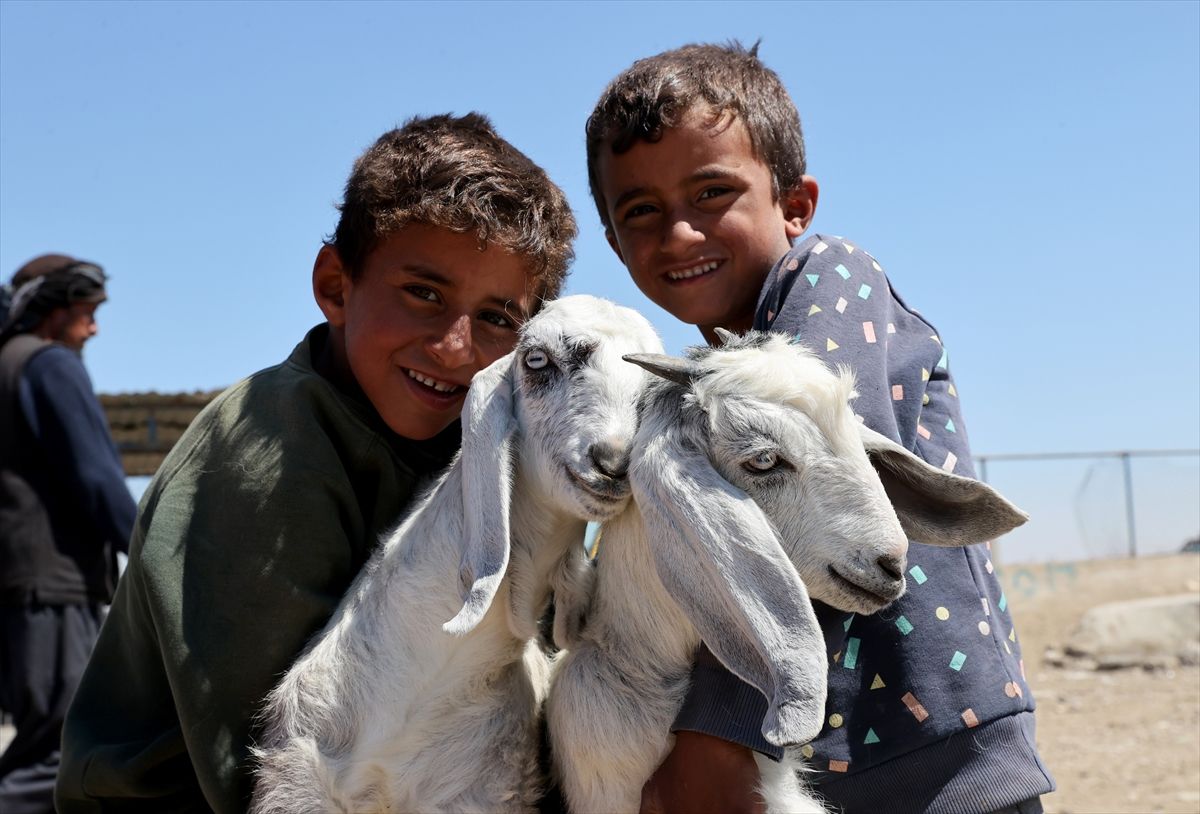 Şam'da Kurban Bayramı öncesi hayvan pazarlarında hareketlilik arttı