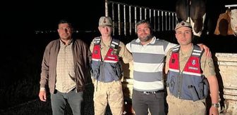 Şanlıurfa'da kaybolan kurbanlık 2 tosunu jandarma buldu