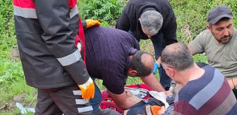 Sivas'ta mantar toplarken ayının saldırısına uğrayan kişi yaralandı